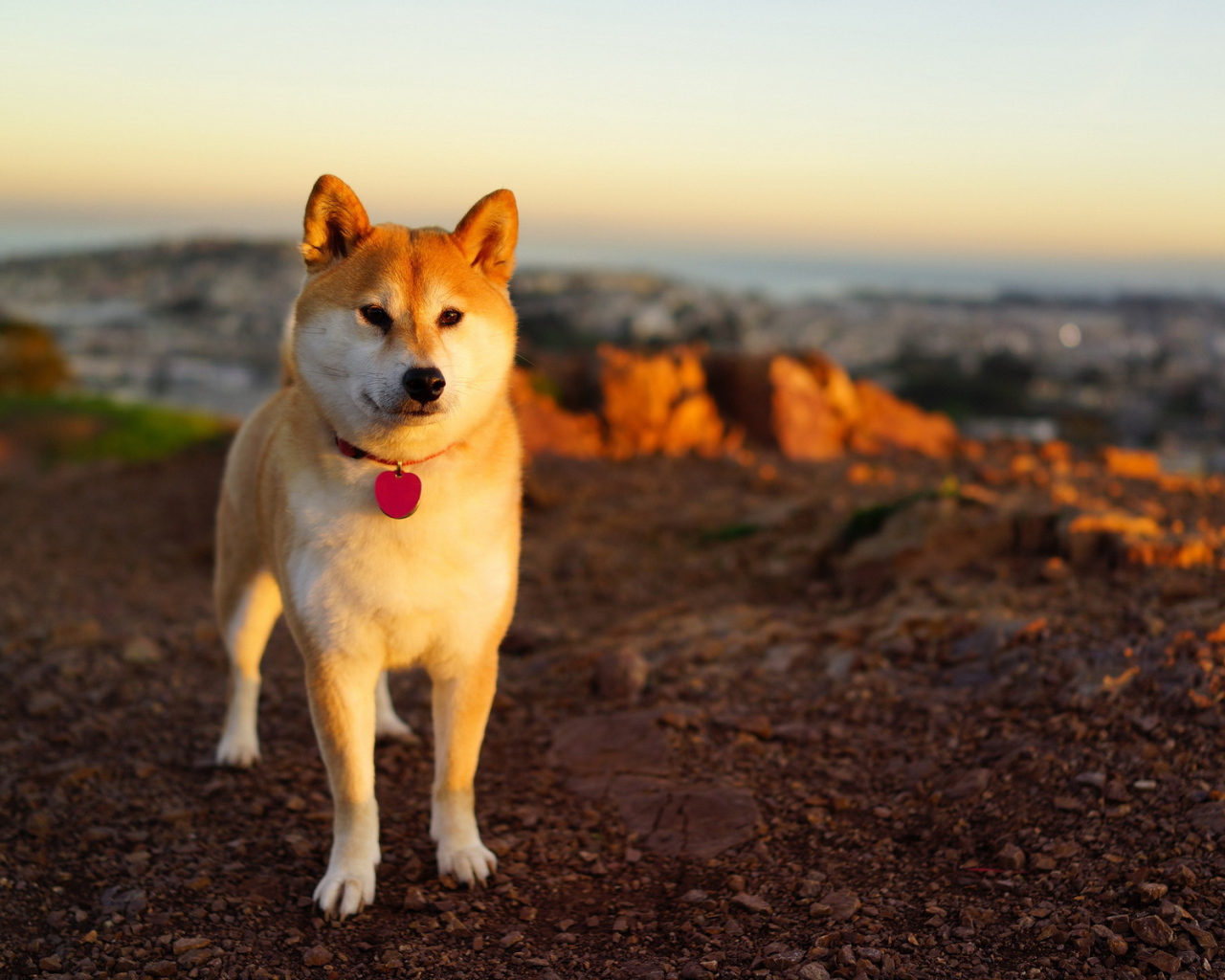 Акита-ину возле моря