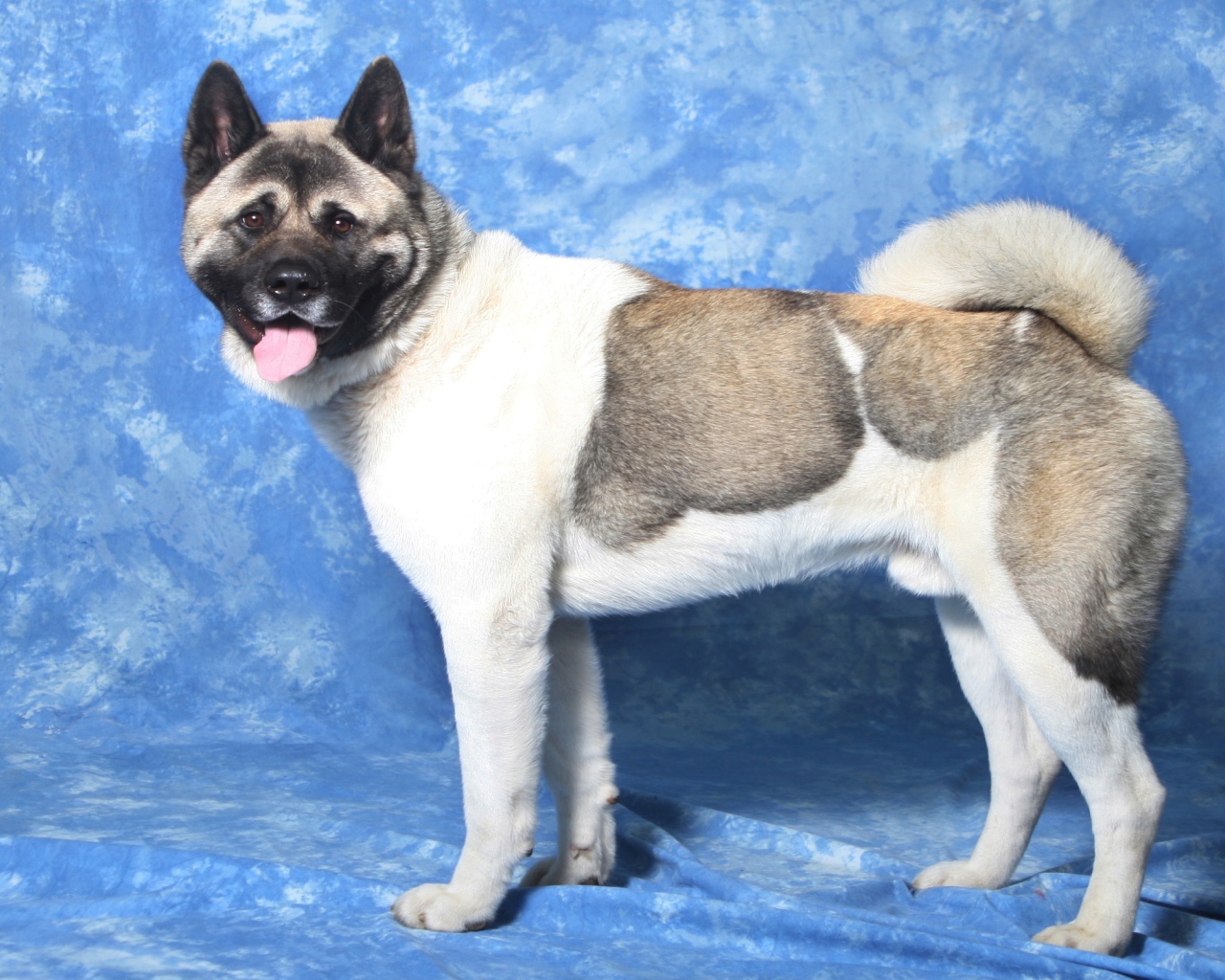 Акита-ину на голубом фоне