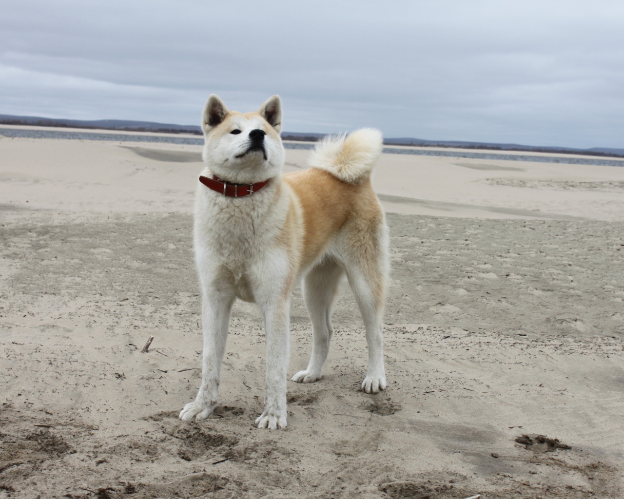Акита-ину на песчанном пляже