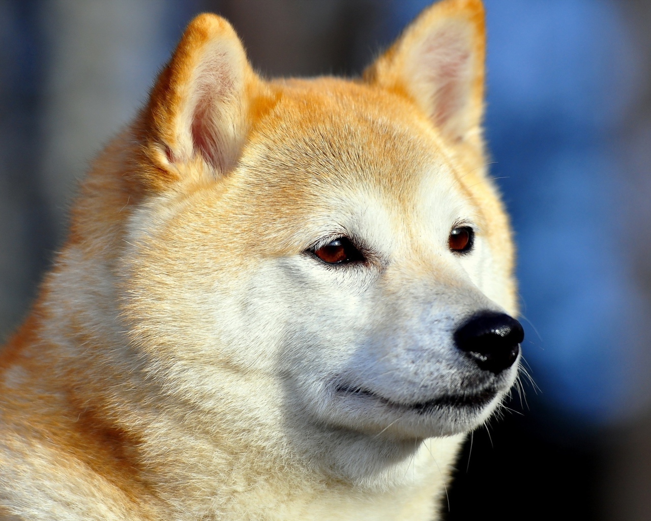 Акита-ину засмотрелась