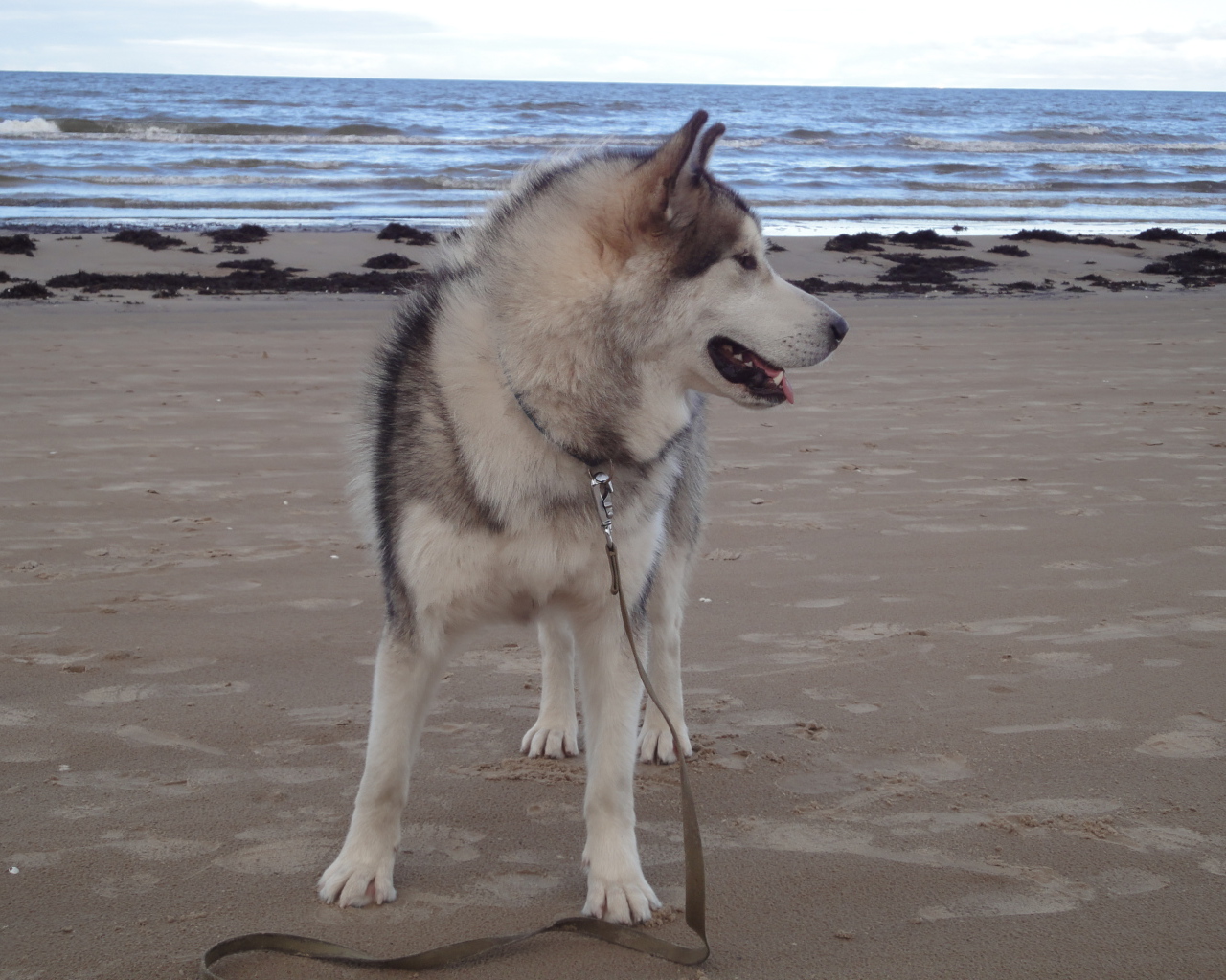Аляскинский маламут на берегу моря