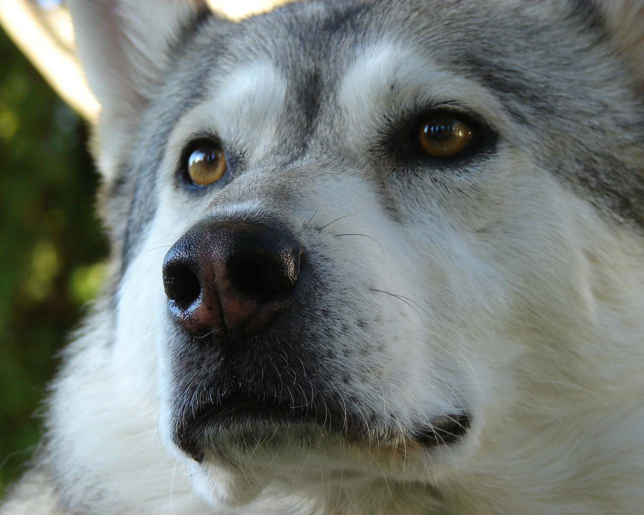 Аляскинский маламут крупным планом