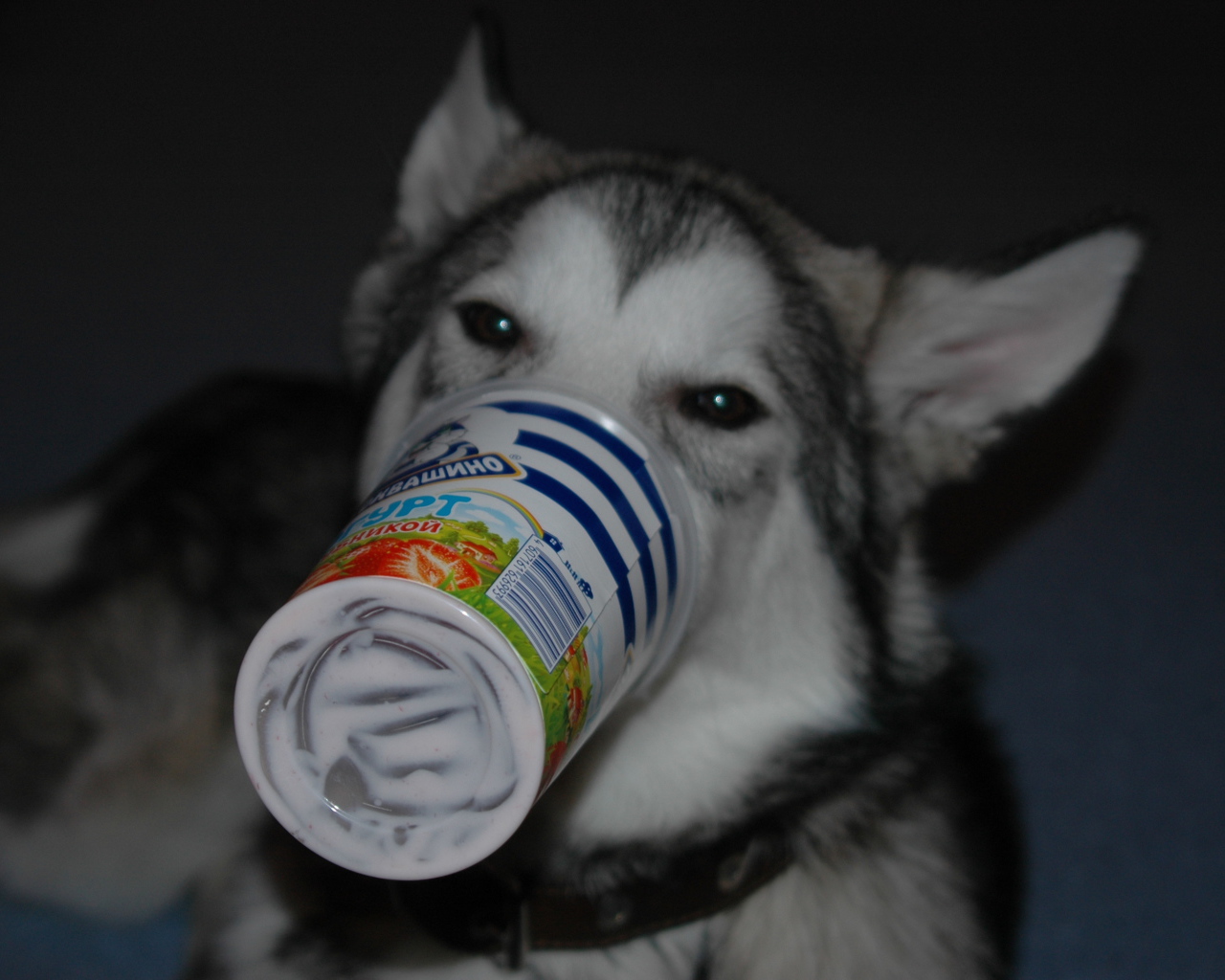 Аляскинский маламут ужинает