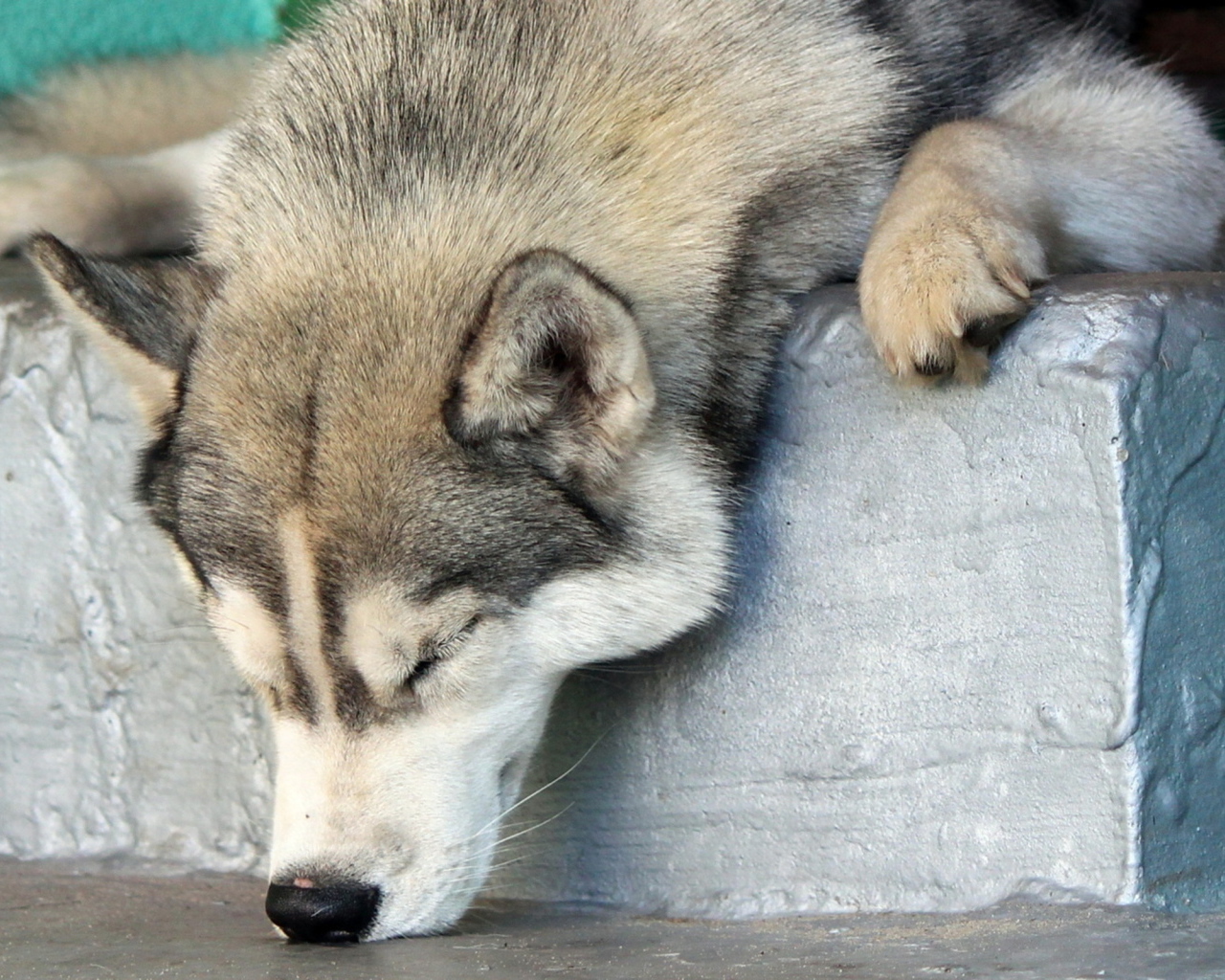 Аляскинский маламут уснул