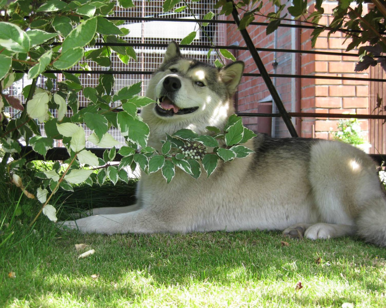 Аляскинский маламут в кустах
