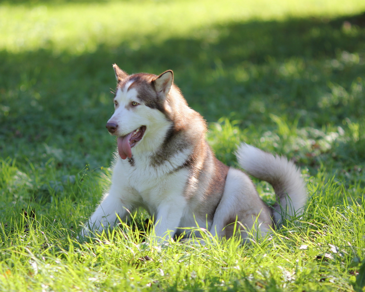 Аляскинский маламут в траве