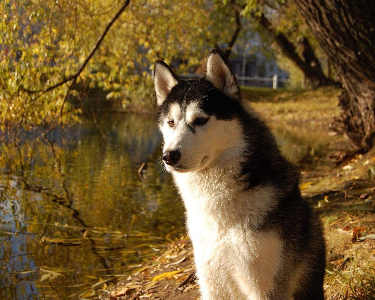 Аляскинский маламут на берегу озера