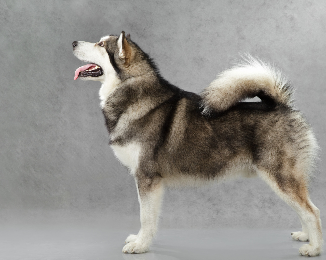 Аляскинский маламут позирует