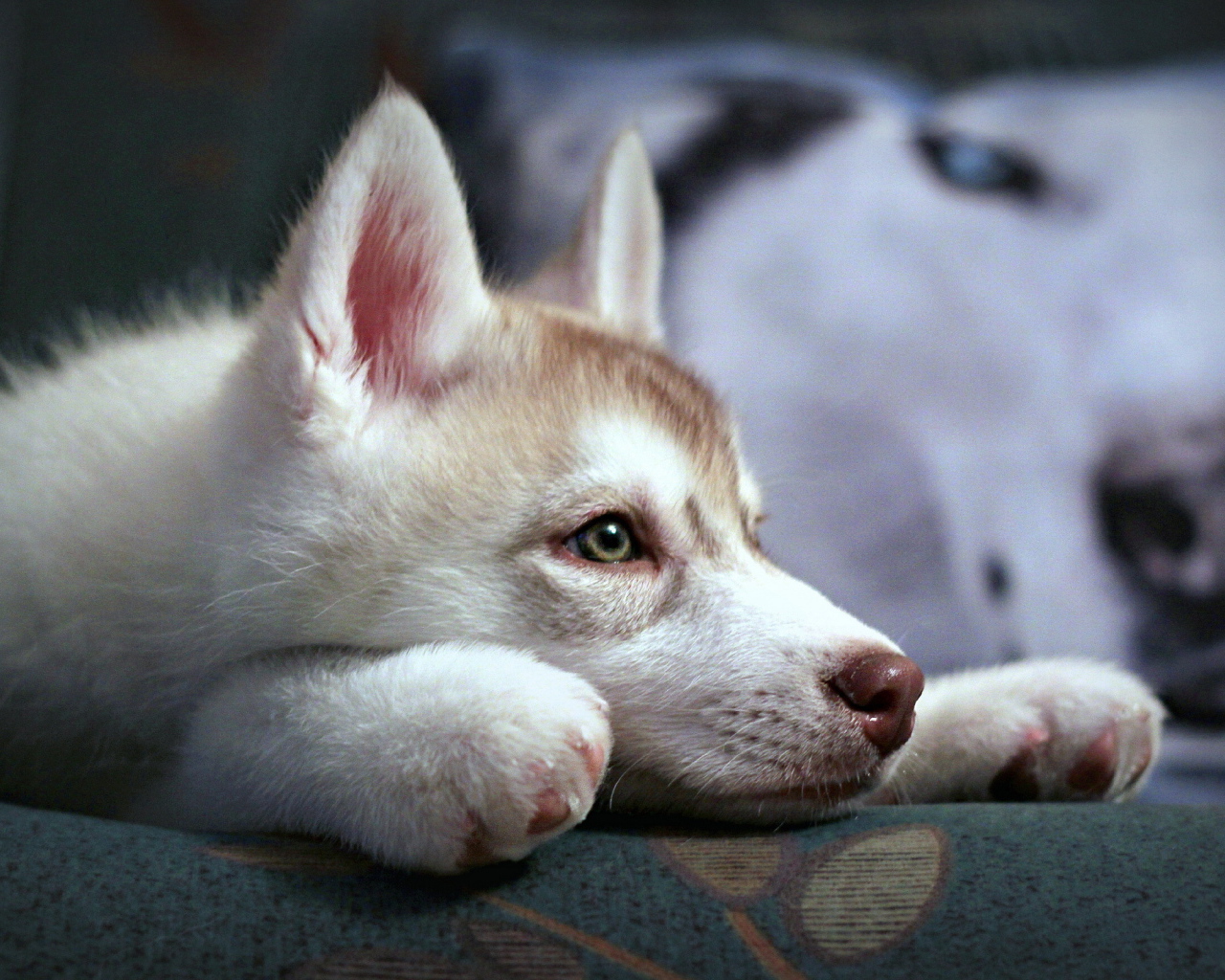 Щенок аляскинского маламута