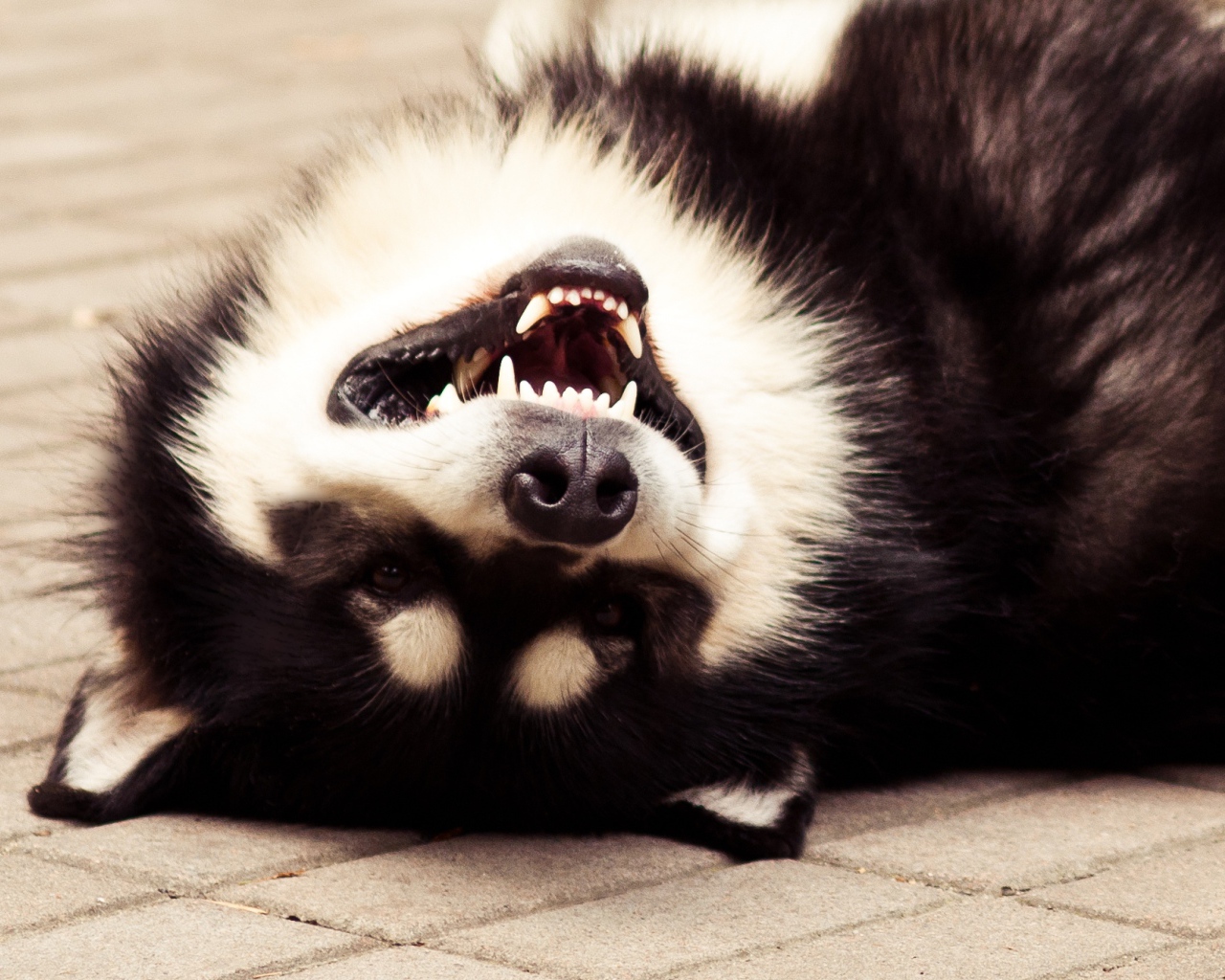 Аляскинский маламут улыбается