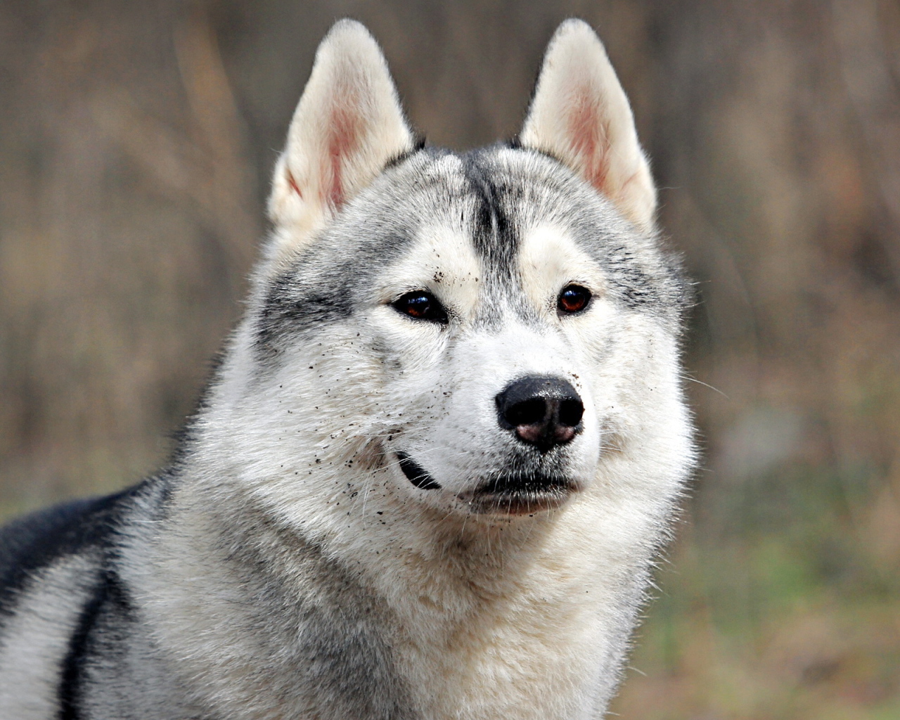 Аляскинский маламут испачкался