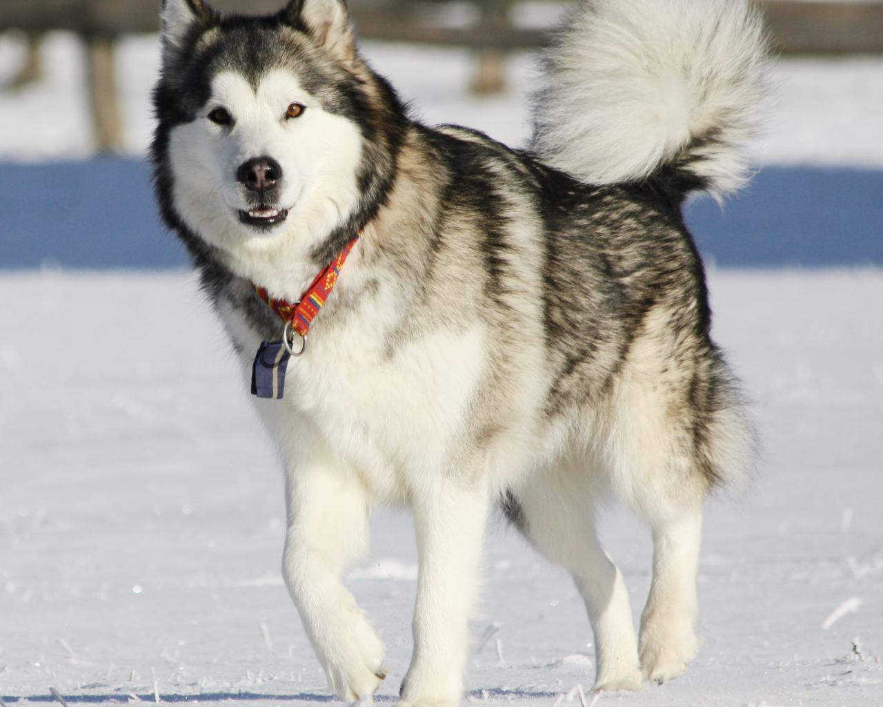 Аляскинский маламут засмотрелся