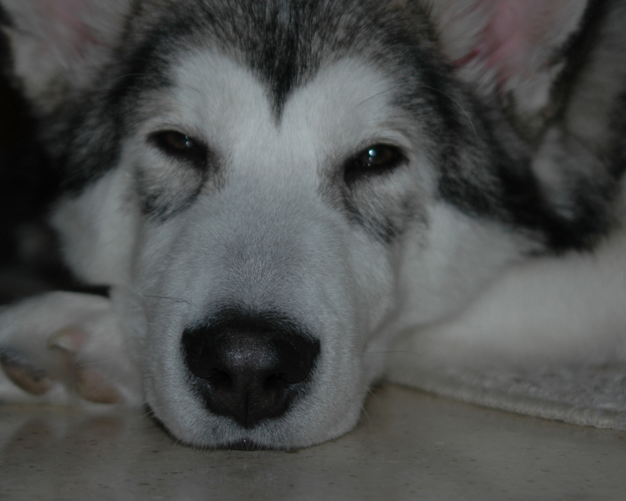 Аляскинский маламут хочет спать