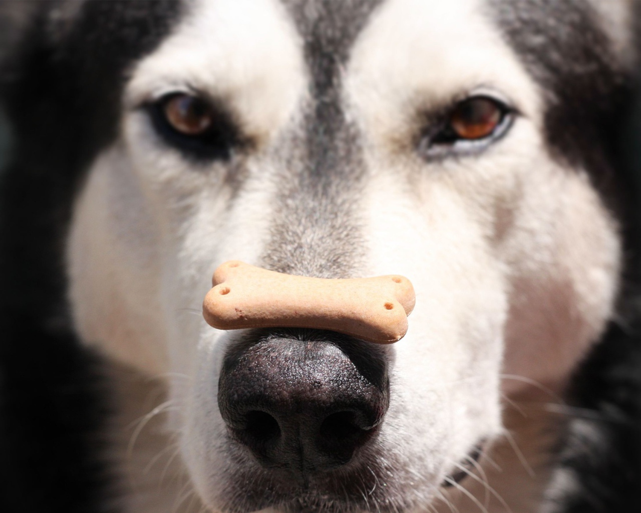 Аляскинский маламут с лакомством на носу