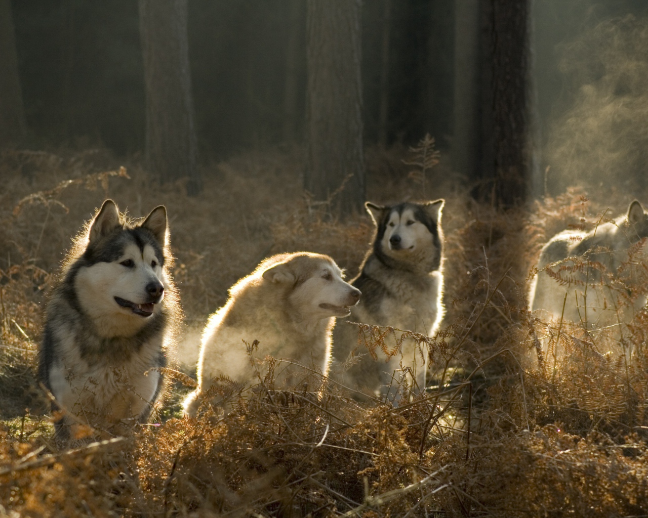 Аляскинские маламуты в лесу