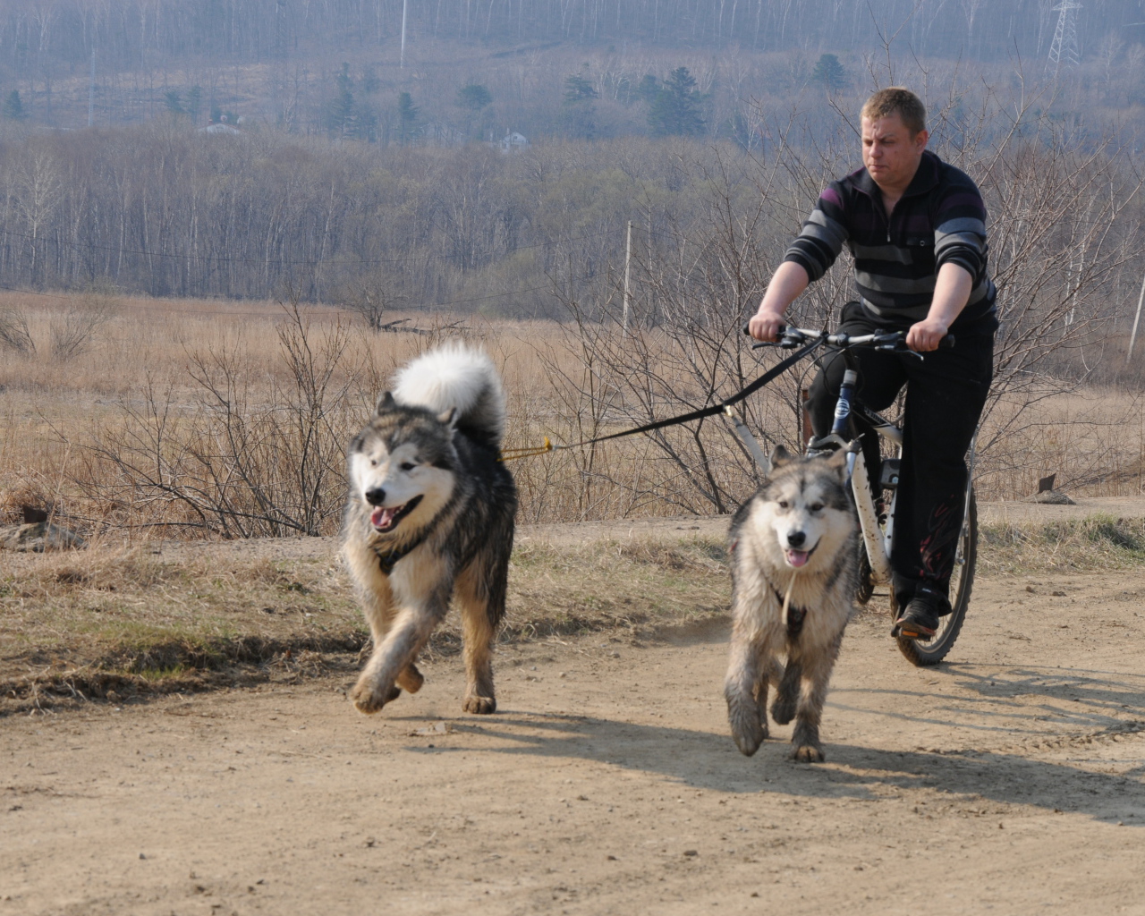 Аляскинские маламуты в летнем варианте упряжки