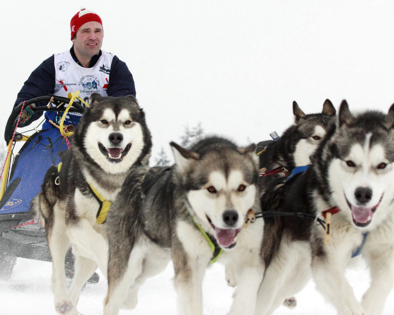 Аляскинские маламуты бегут в упряжке