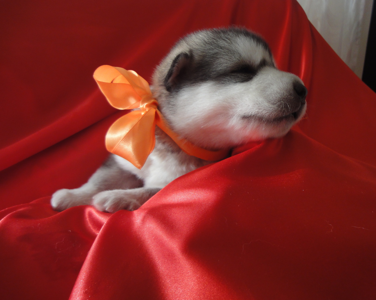 Щенок аляскинского маламута с бантом