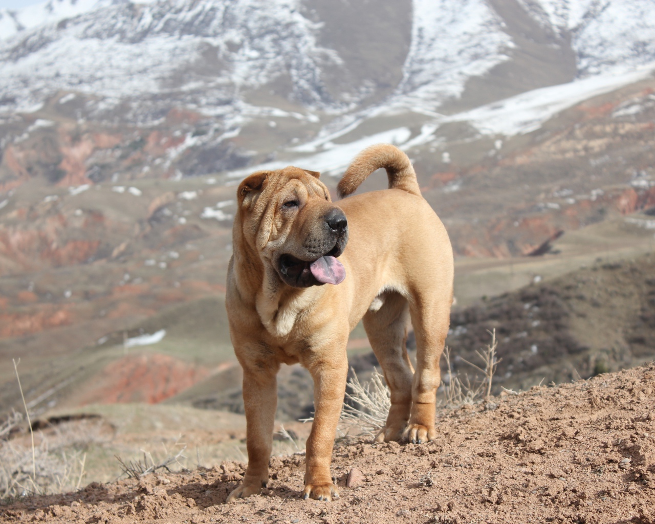 Удивительный Шарпей в горах