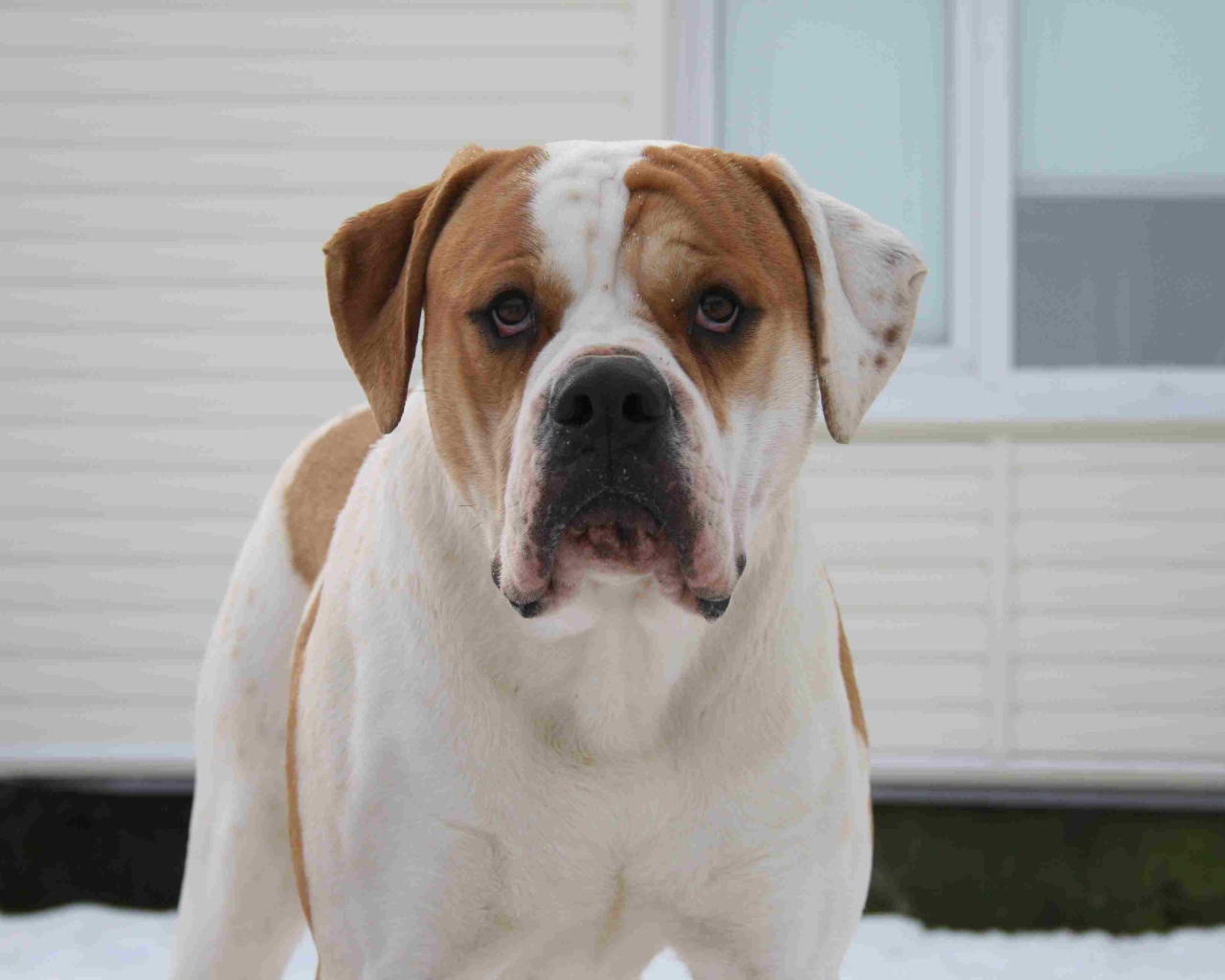 Американский бульдог возле дома зимой