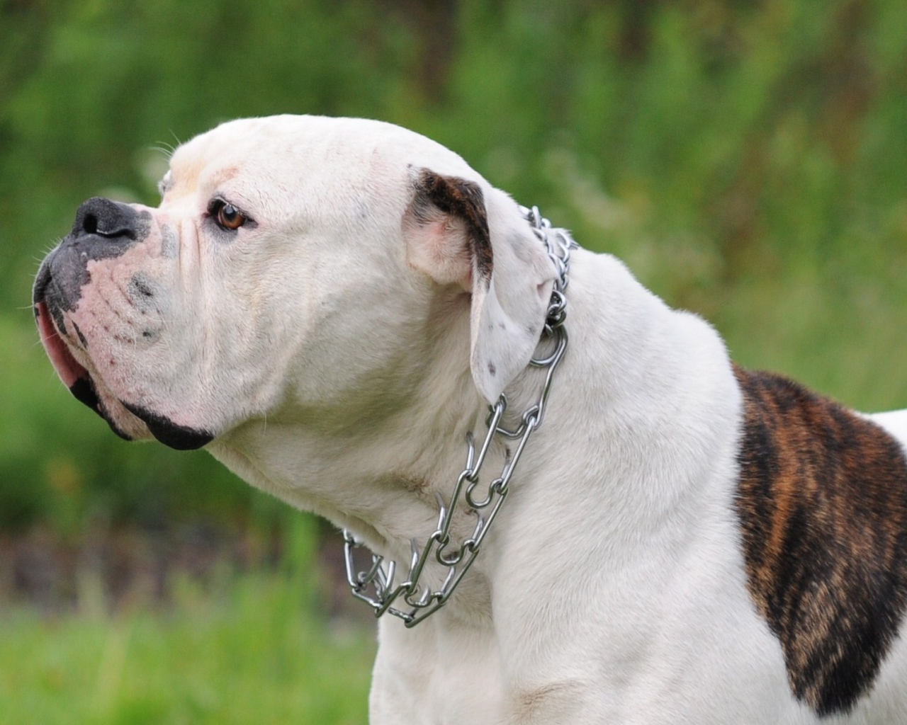 Американский бульдог на фоне природы