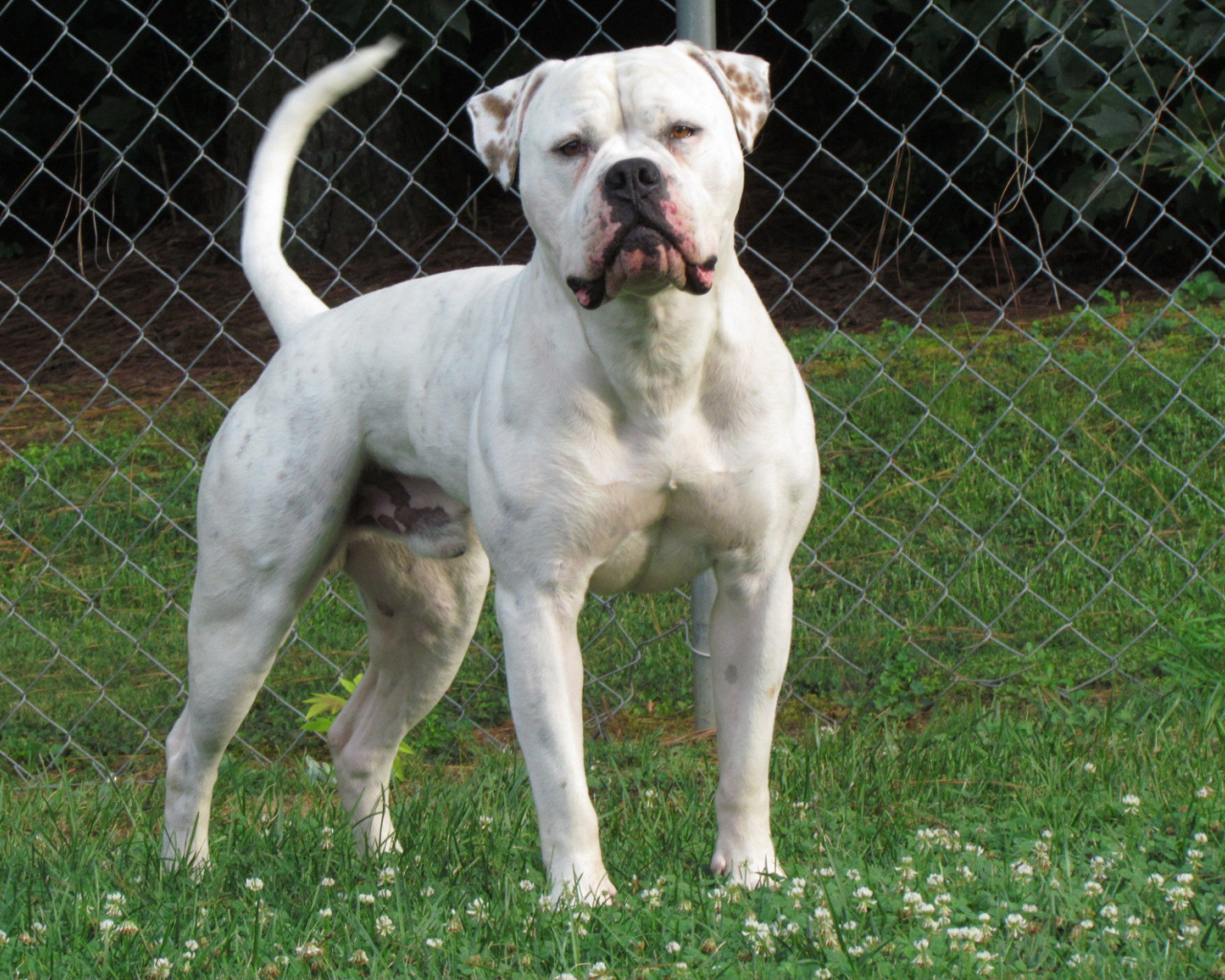 Американский бульдог на лужайке