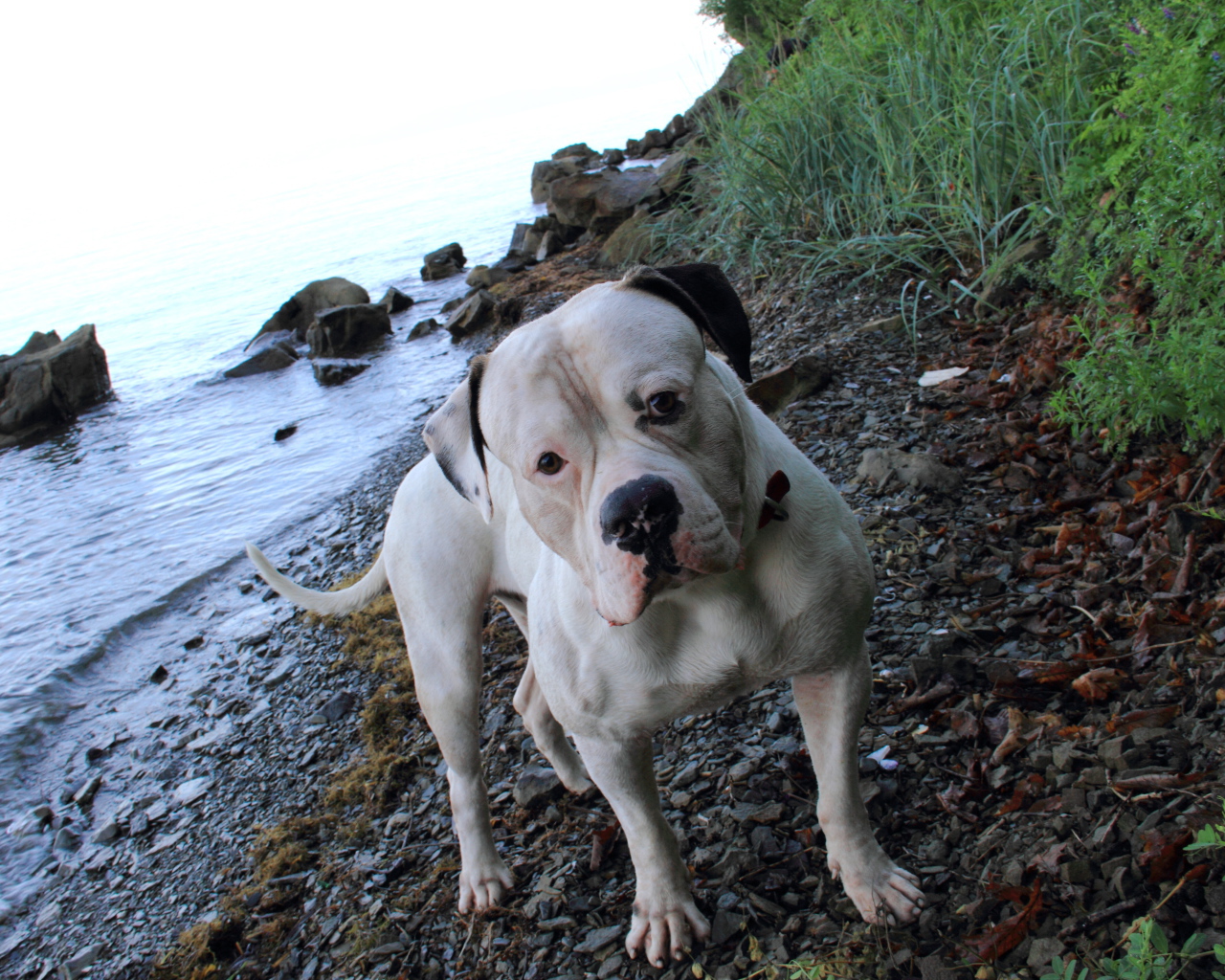 Американский бульдог на берегу