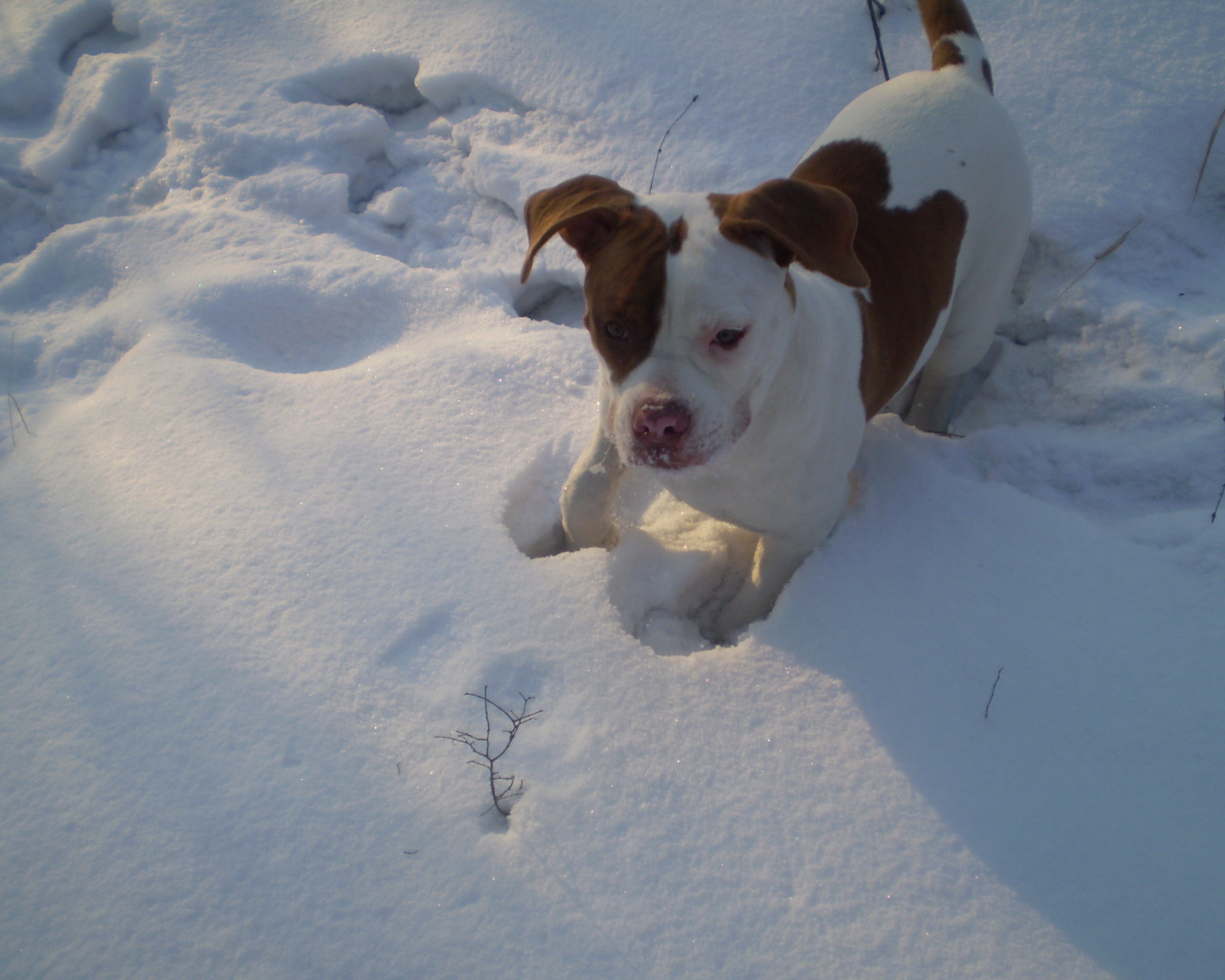 Американский бульдог играет в снегу