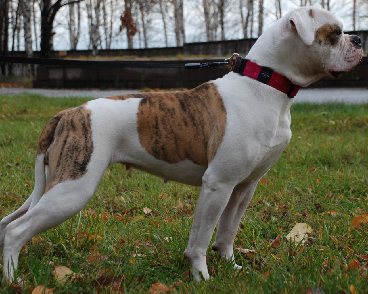 Американский бульдог кого-то увидел