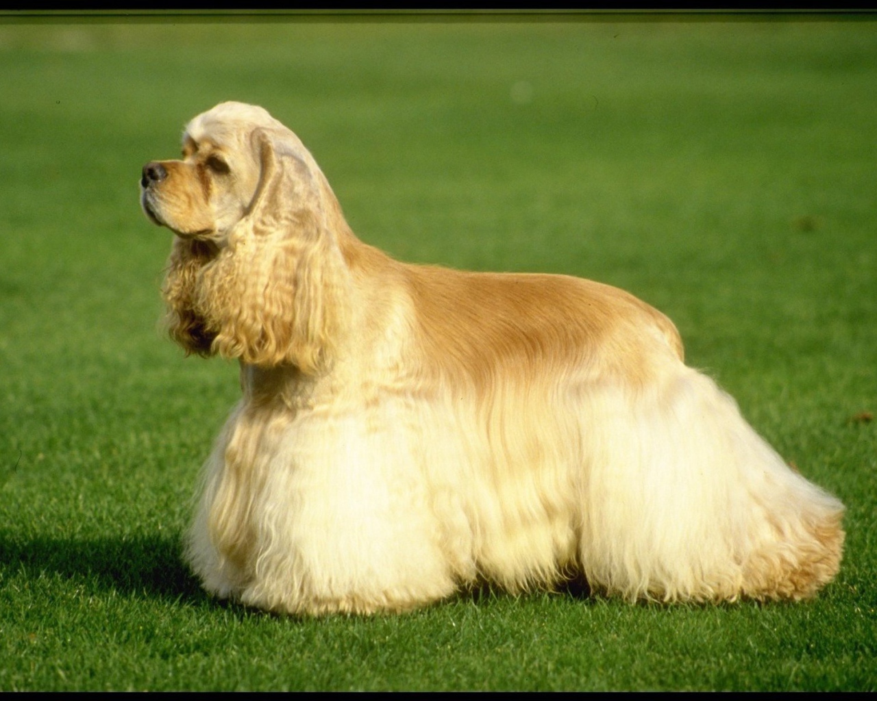 Американский кокер-спаниель на траве