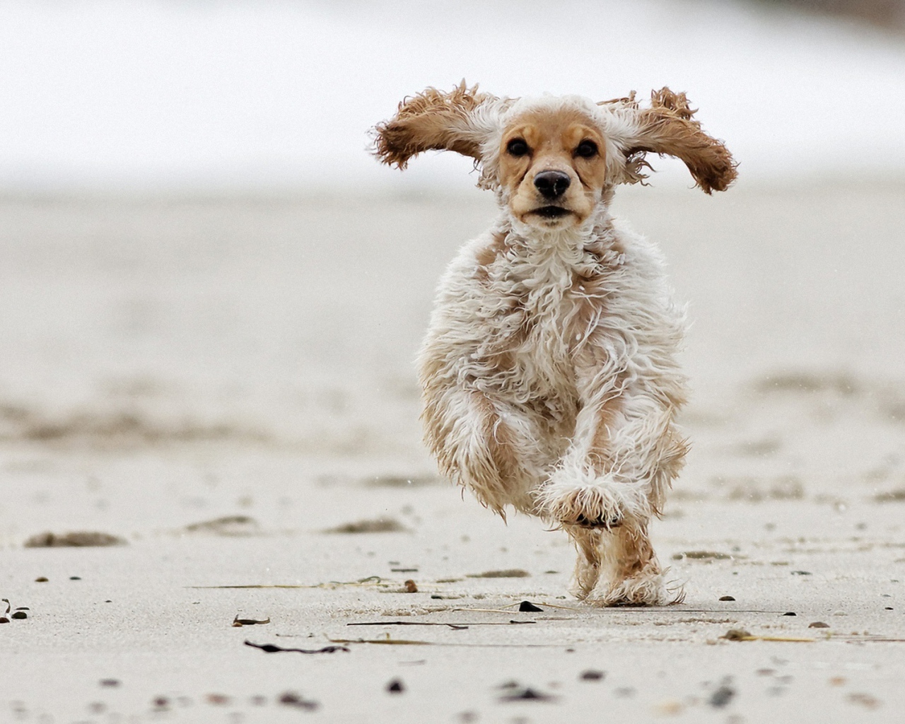 Американский кокер-спаниель бежит по песку