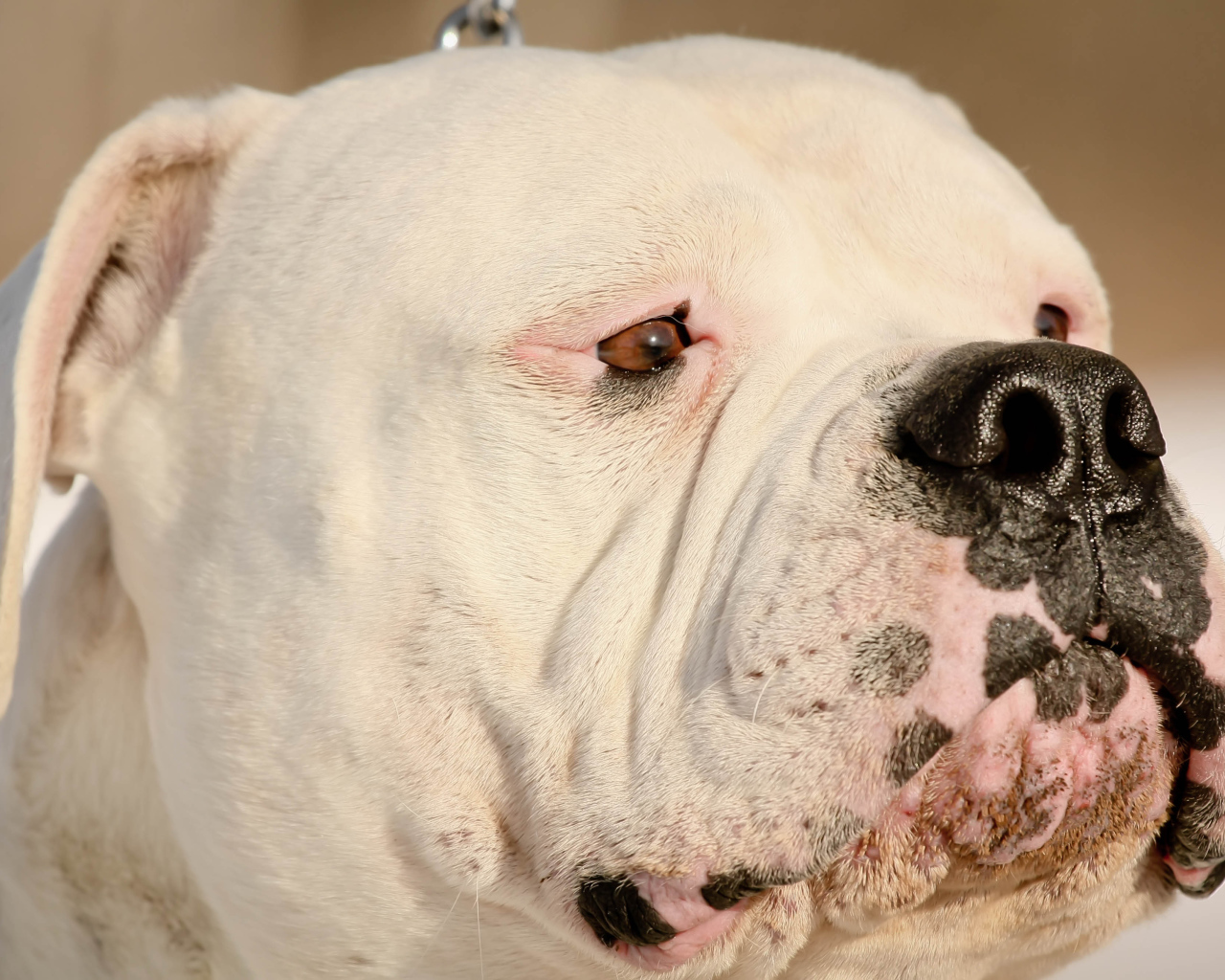 Американский бульдог крупным планом