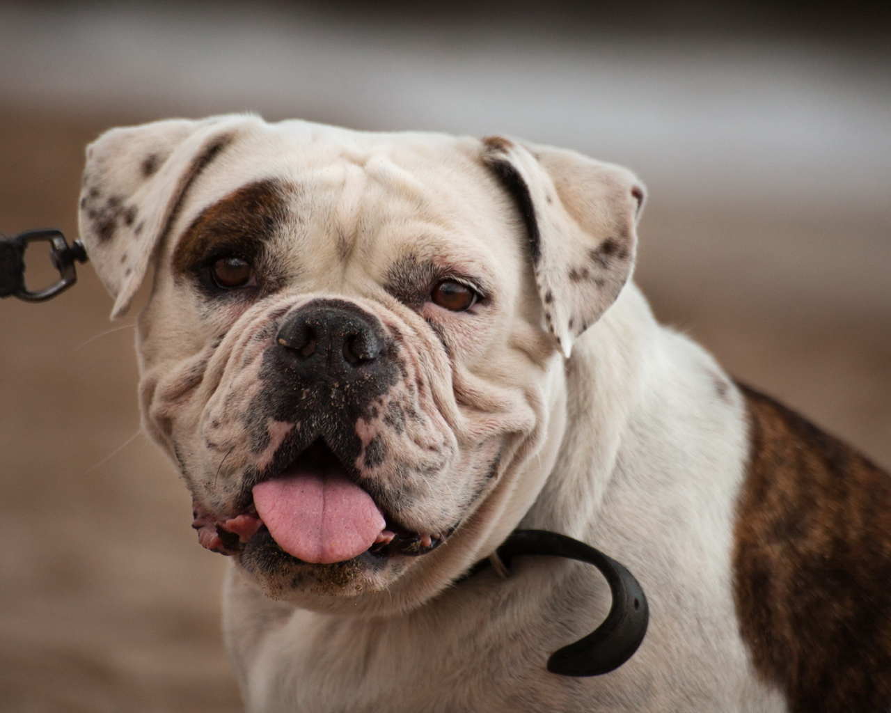 Американский бульдог смотрит на фотографа