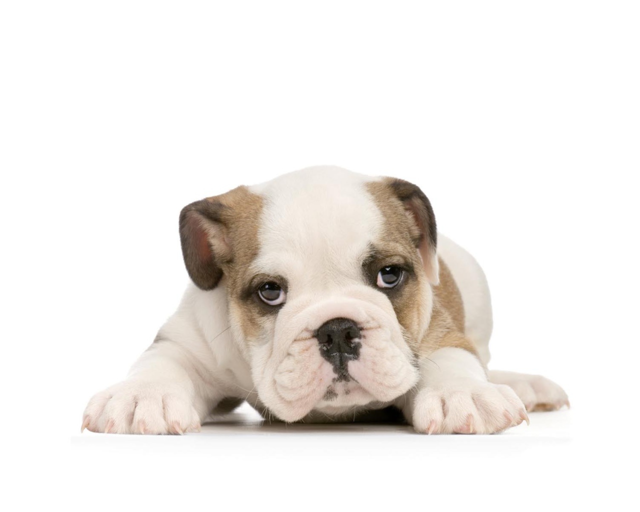 Щенок американского бульдога на белом фоне