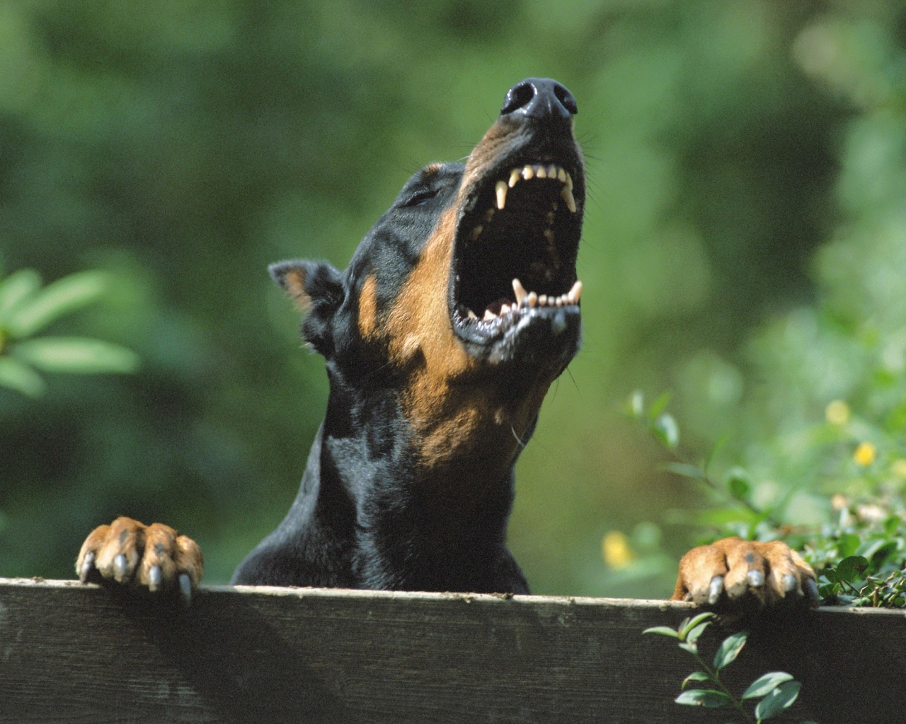 Злой доберман лает