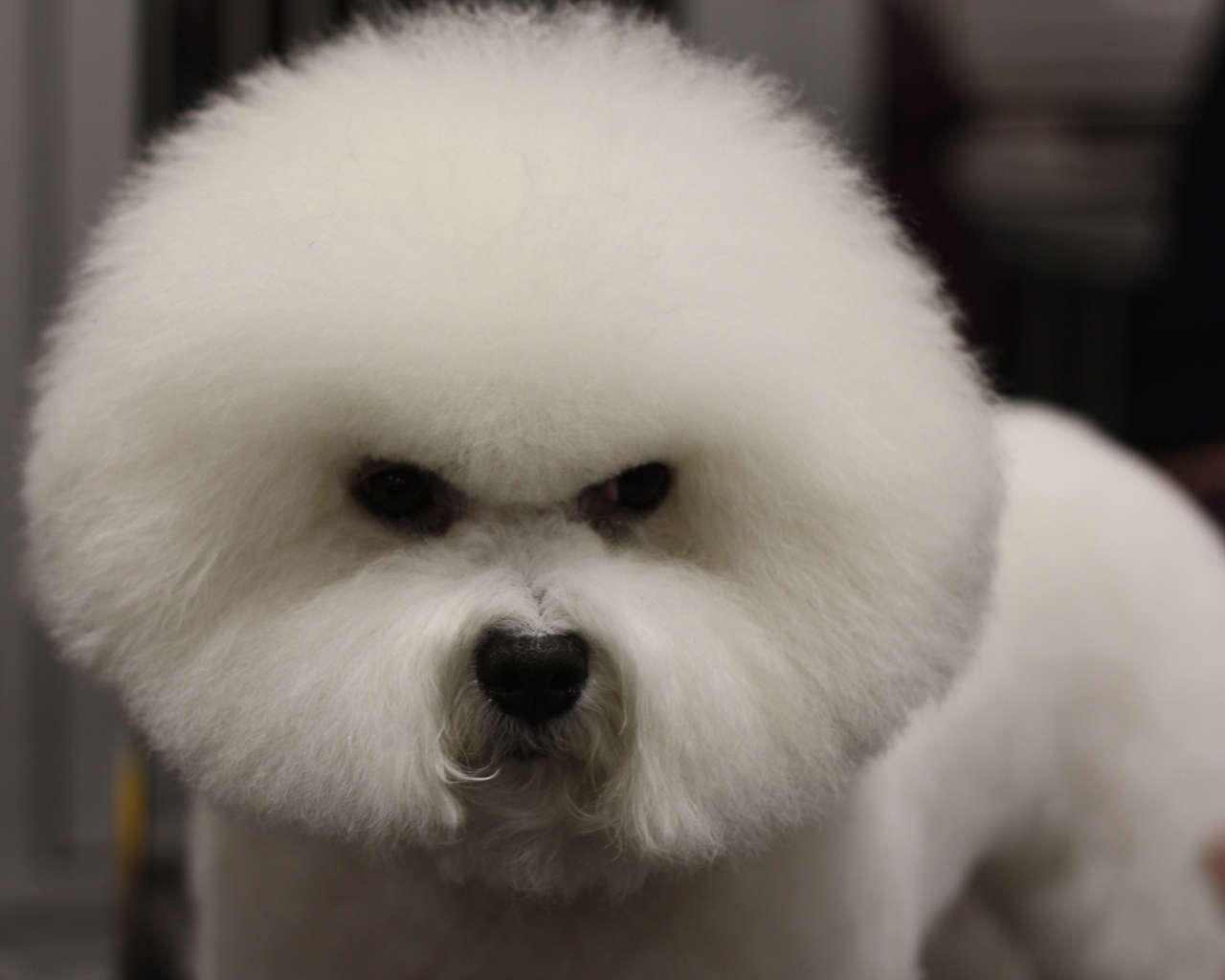 Злая собака породы бишон-фриз