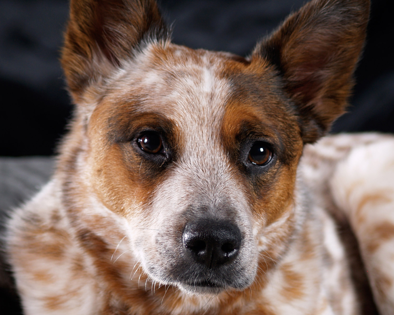 Австралийская пастушья собака крупным планом