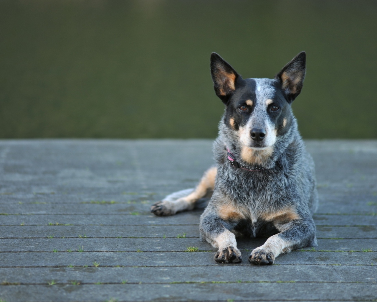 Австралийская пастушья собака на деревянном мосту