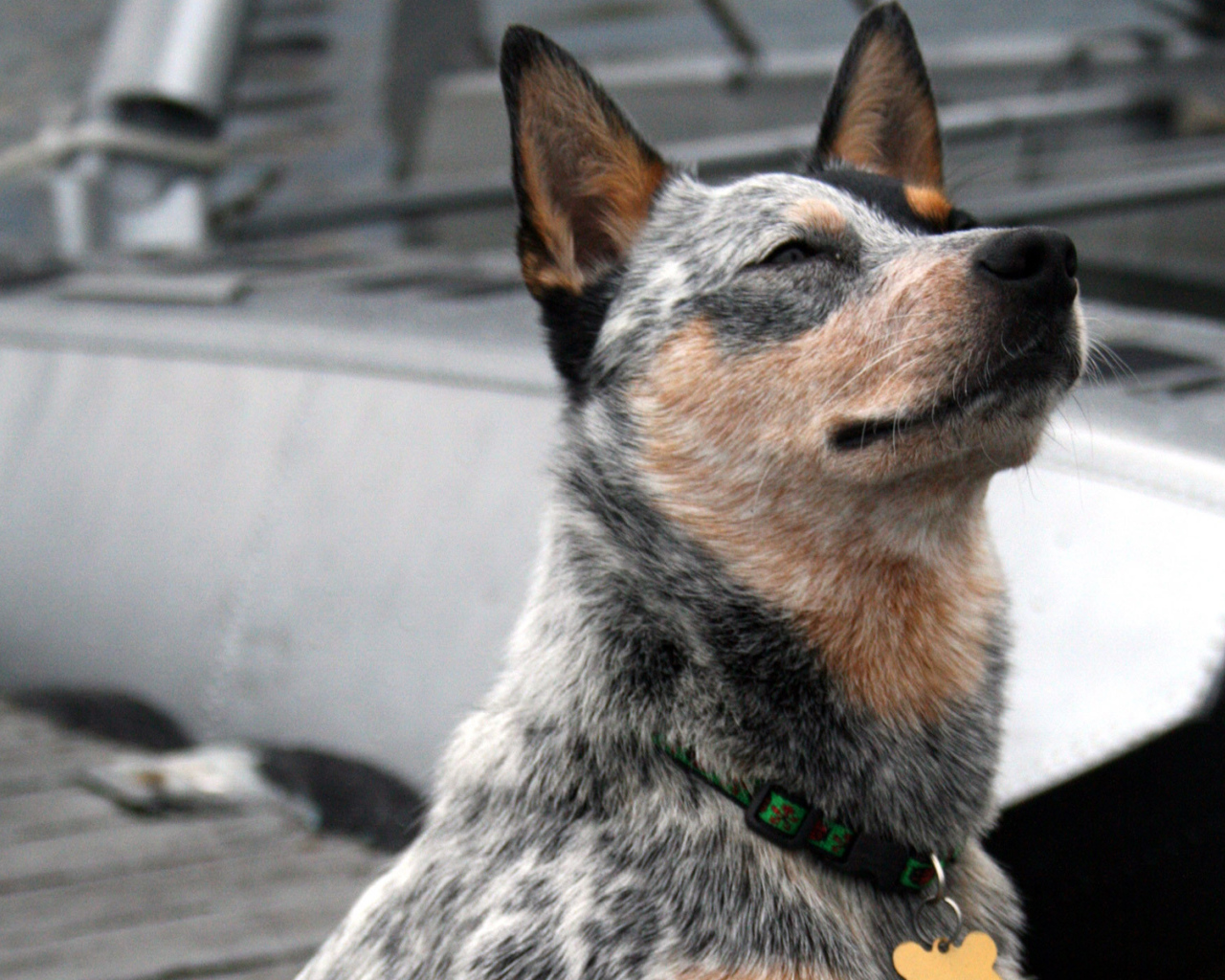 Австралийская пастушья собака щурится