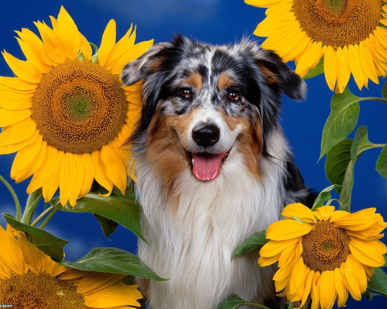 Австралийская овчарка и подсолнухи