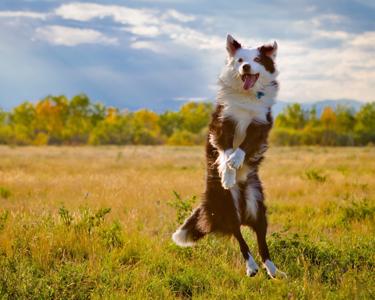 Австралийская овчарка в прыжке