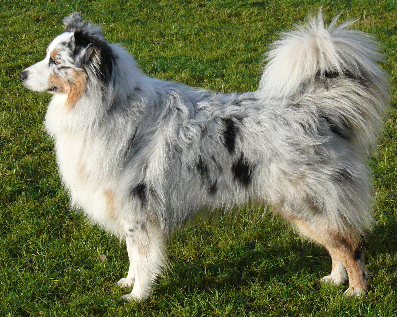 Австралийская овчарка на траве