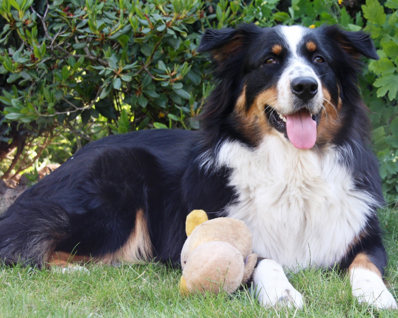 Австралийская овчарка с игрушкой