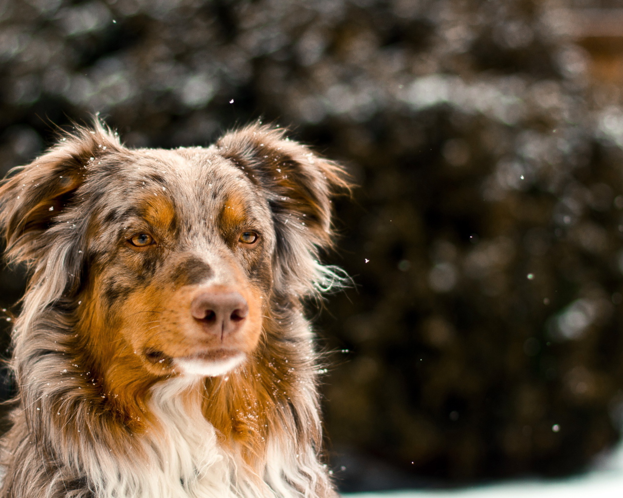Австралийская овчарка зимой