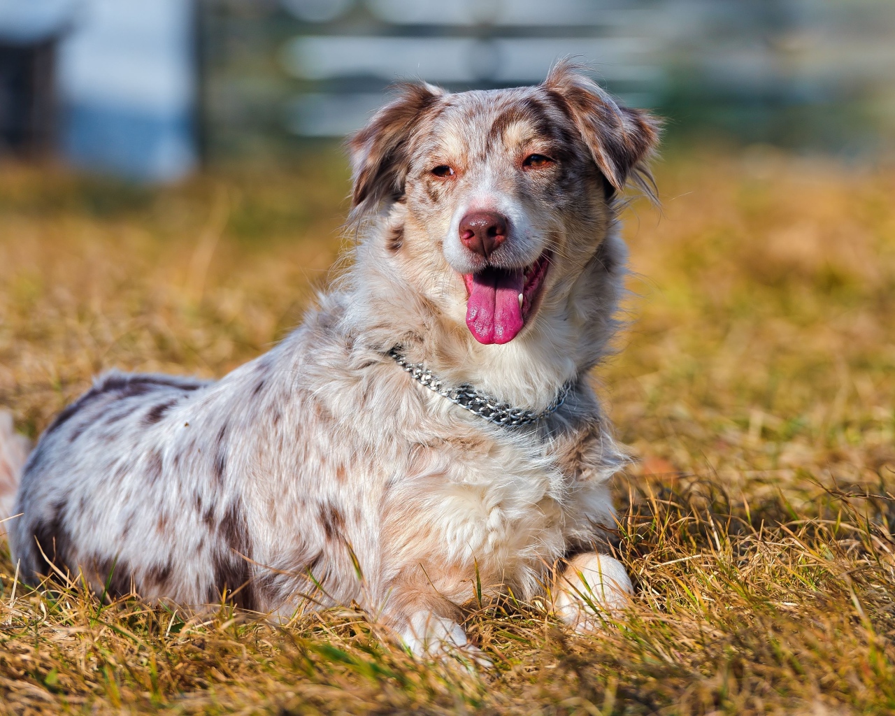 Австралийская овчарка на высохшей траве