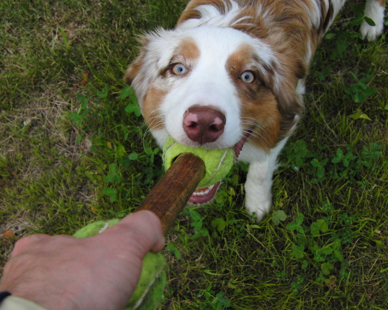 Австралийская овчарка играет с хозяином