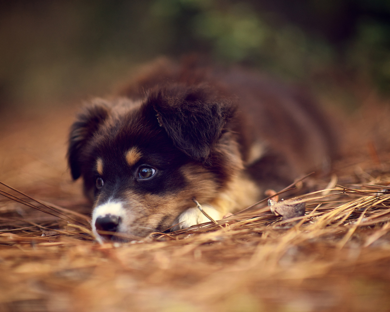 Щенок австралийской овчарки