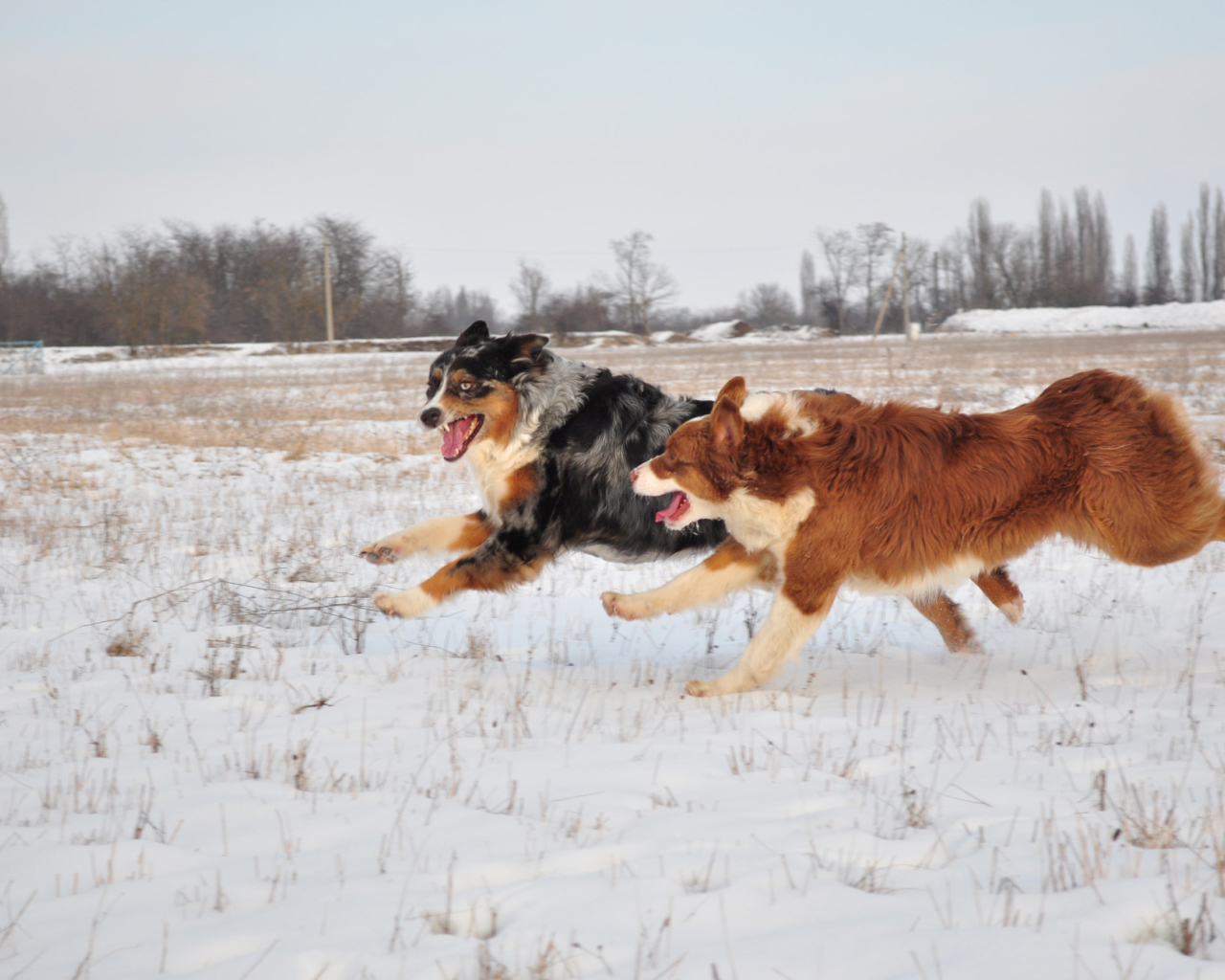 Австралийские овчарки бегут зимой