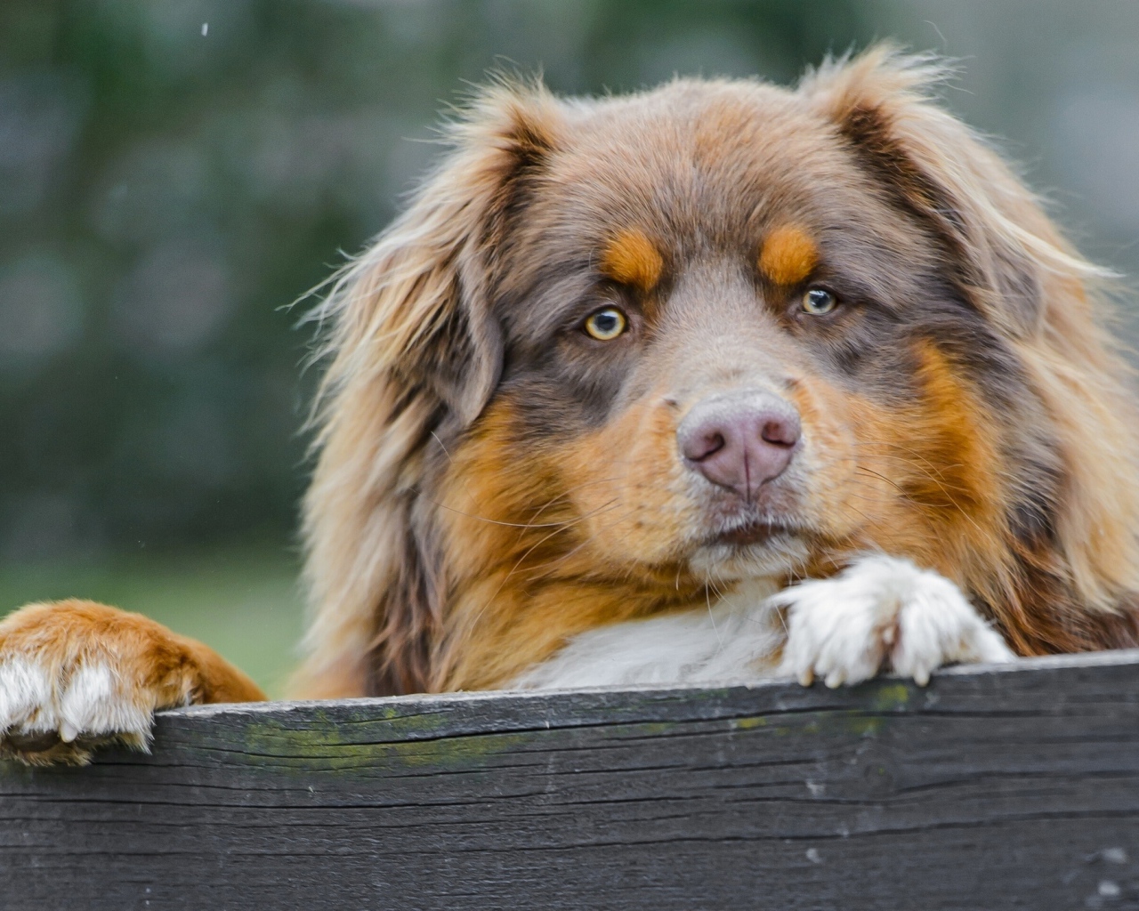 Австралийская овчарка охраняет территорию