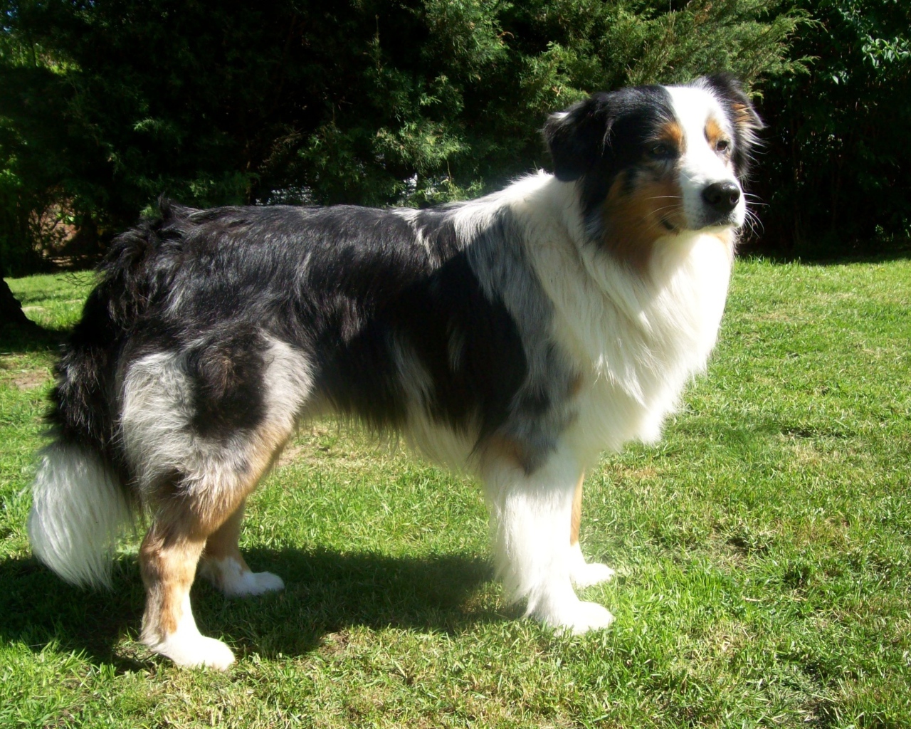 Австралийская овчарка засмотрелась